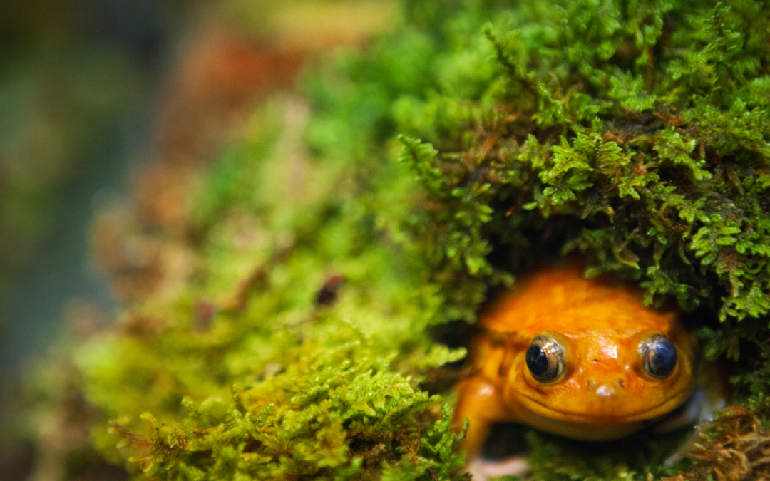 Pros and Cons of Caring for a Tomato Frog