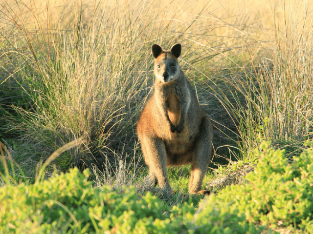 What’s the Purpose of a Wallaby Pouch?