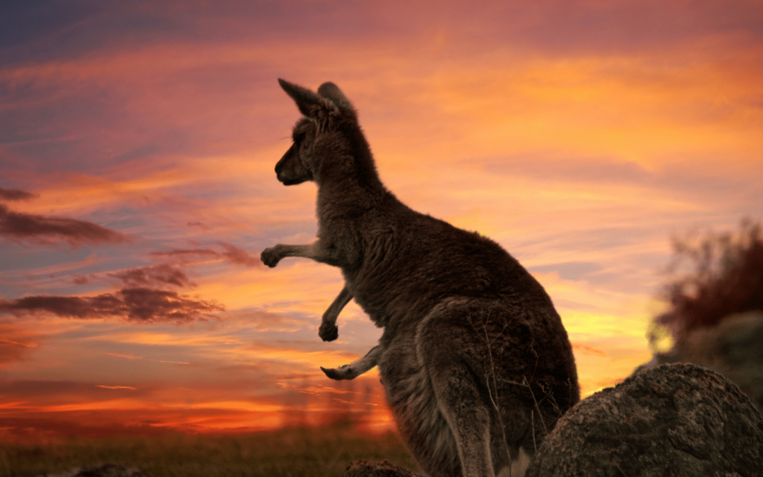 How to Distinguish a Wallaby from a Wallaroo