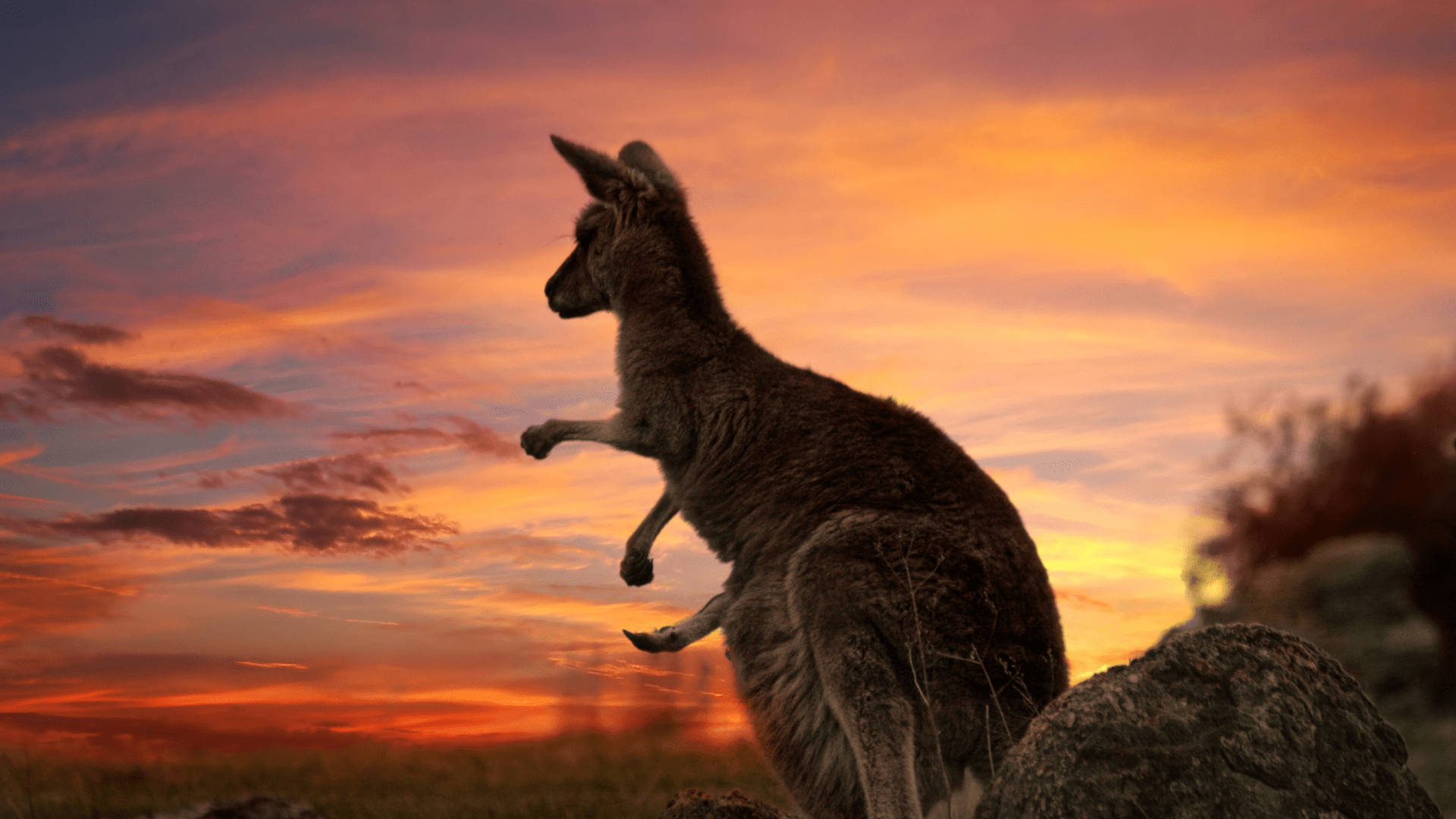How to Distinguish a Wallaby from a Wallaroo
