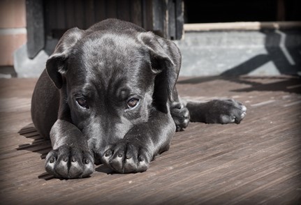 Chapter One: Cane Corso in Focus