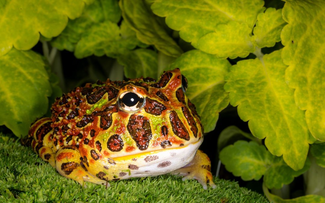 Ideal Habitat for Pacman Frogs