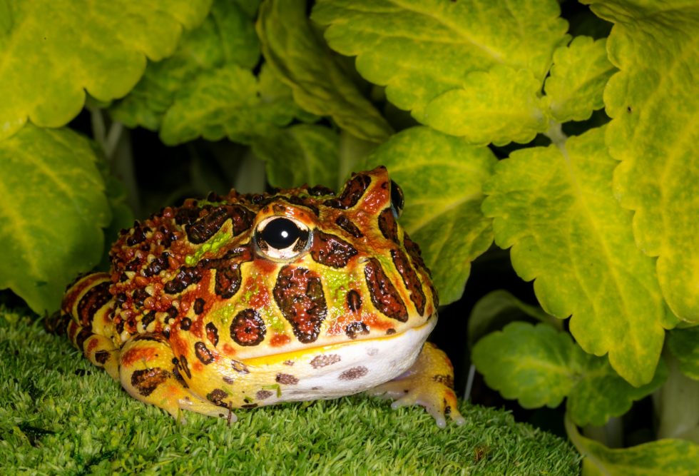 Ideal Habitat for Pacman Frogs