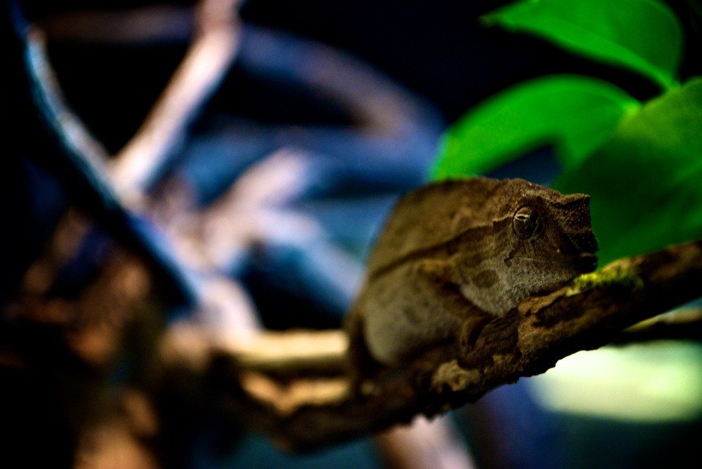 , Chapter One: Getting to Know Pygmy Leaf Chameleons, Pygmy Leaf Chameleon