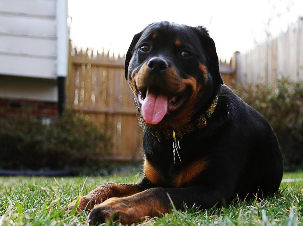 , Chapter One: Biological Information, Rottweiler Dogs