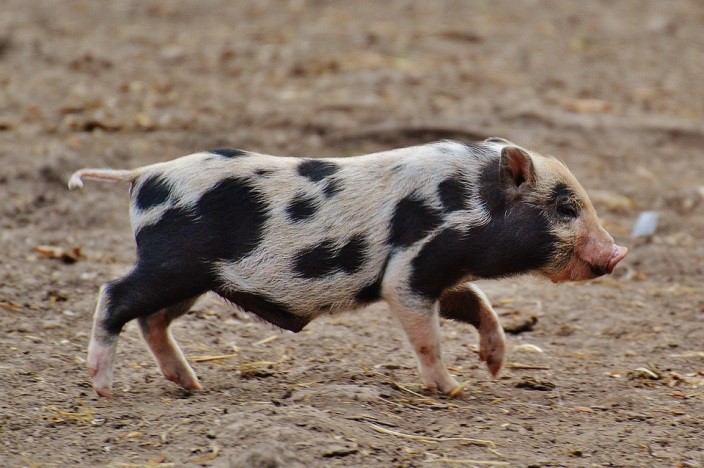 , Chapter One: Getting to Know  Miniature Pigs, Mini Pigs