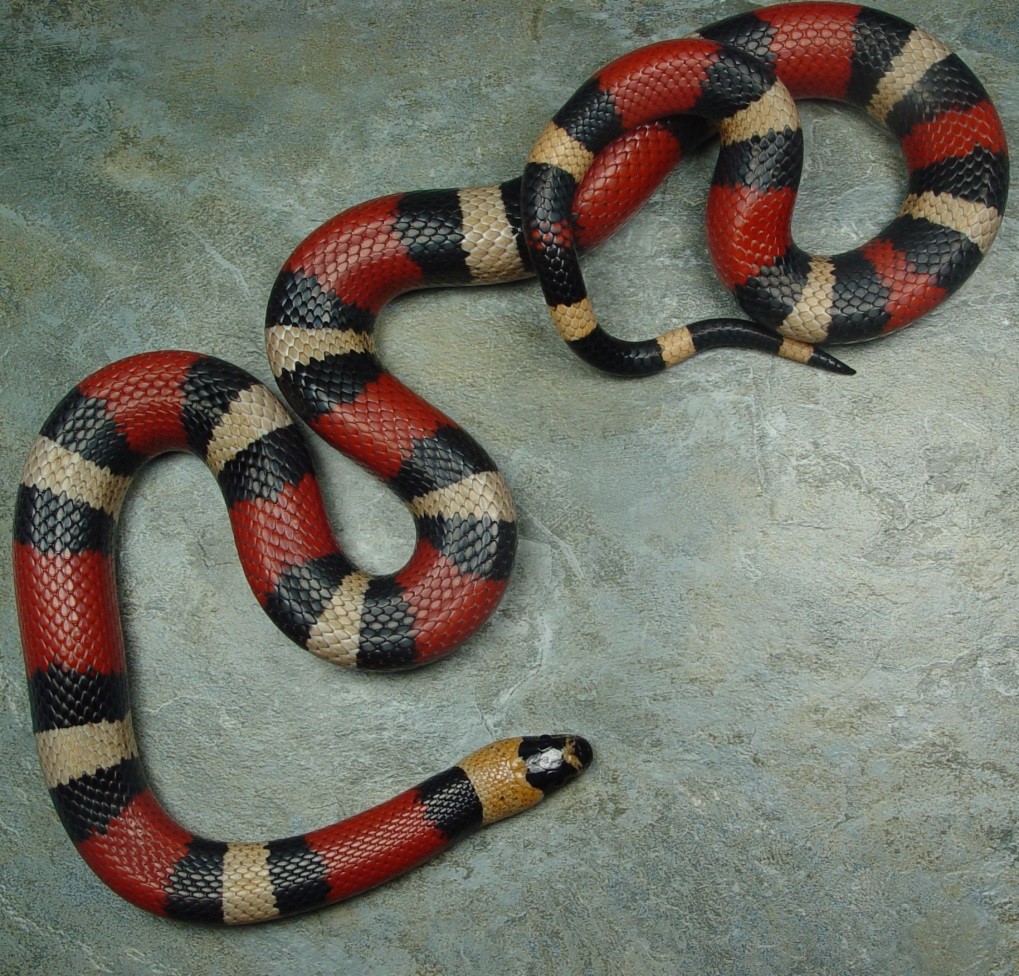 , Chapter One: Pueblan Milk Snake in Focus, Pueblan Milk Snake