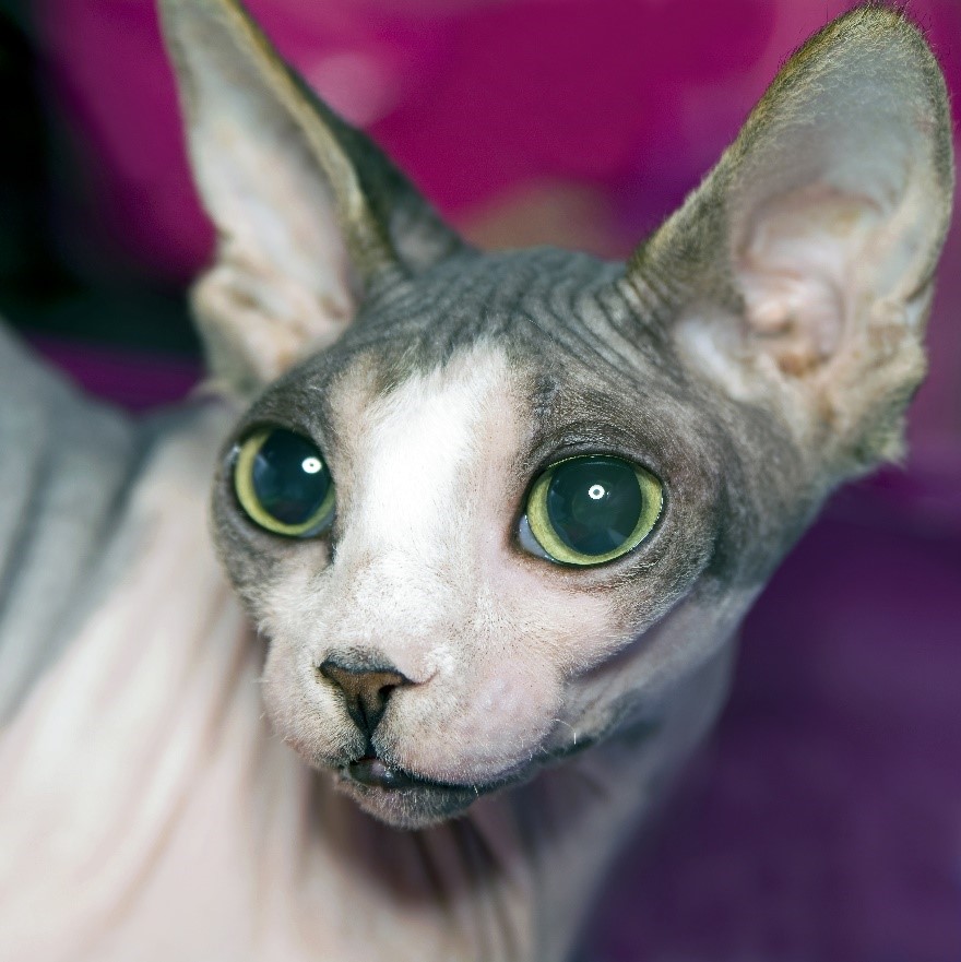 , Chapter One: Understanding Sphynx Cats, Sphynx Cats