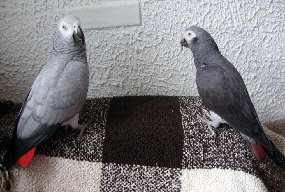 , Chapter Two:  African Grey in Focus, African Gray Parrots