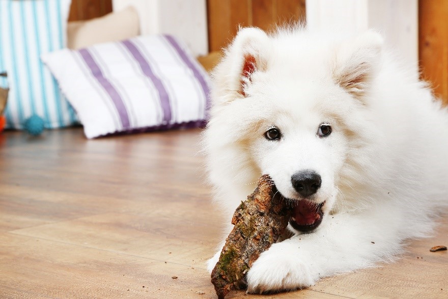 , Chapter One: Understanding Samoyeds, Samoyed Dogs