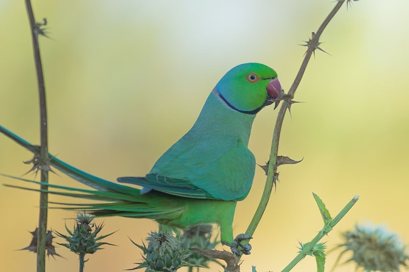 , Chapter Two:  Ringneck Parakeets in Focus, Ring Neck Parakeets