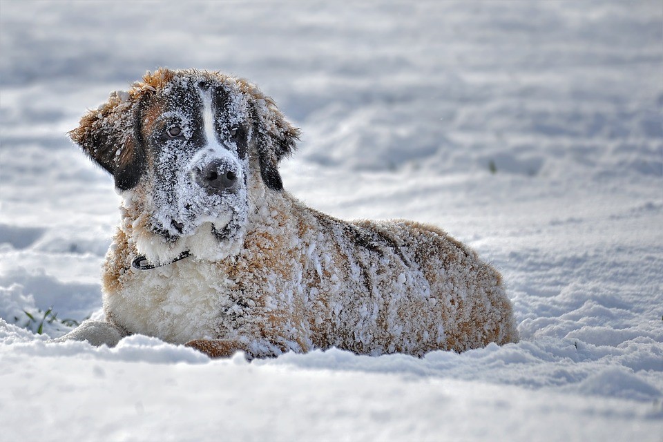 , Chapter Two: General Requirements for Saint Bernard, Saint Bernard Pet Care