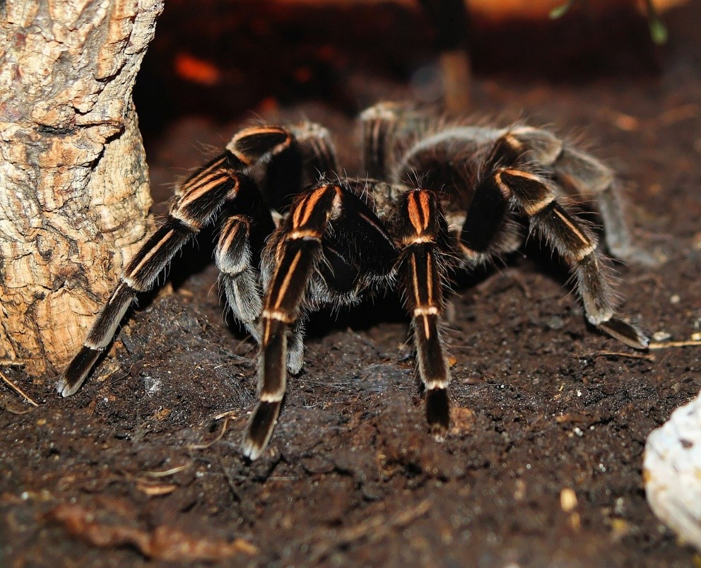 , Chapter Three: Ten Best Tarantula Pets for Beginners, Tarantula Spiders