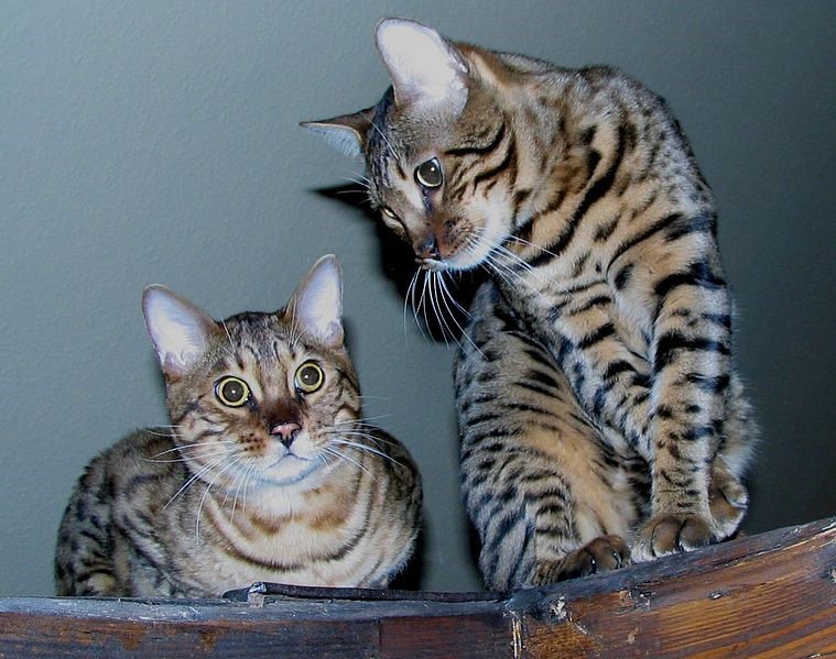 , Chapter Three: Bengal Cat Requirements, Bengal Cats