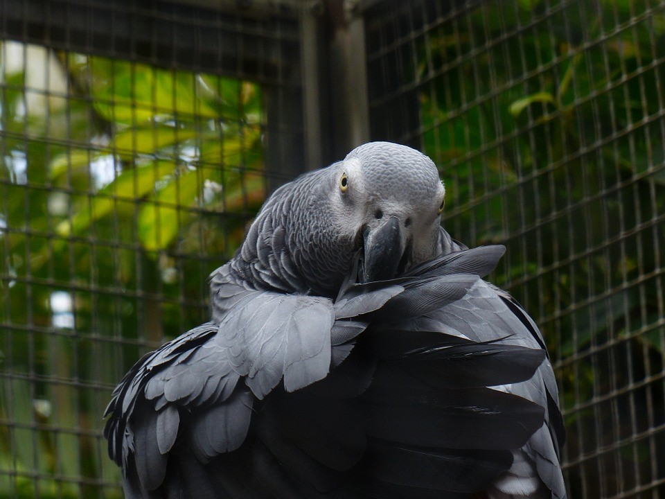 , Chapter Two:  African Grey in Focus, African Gray Parrots