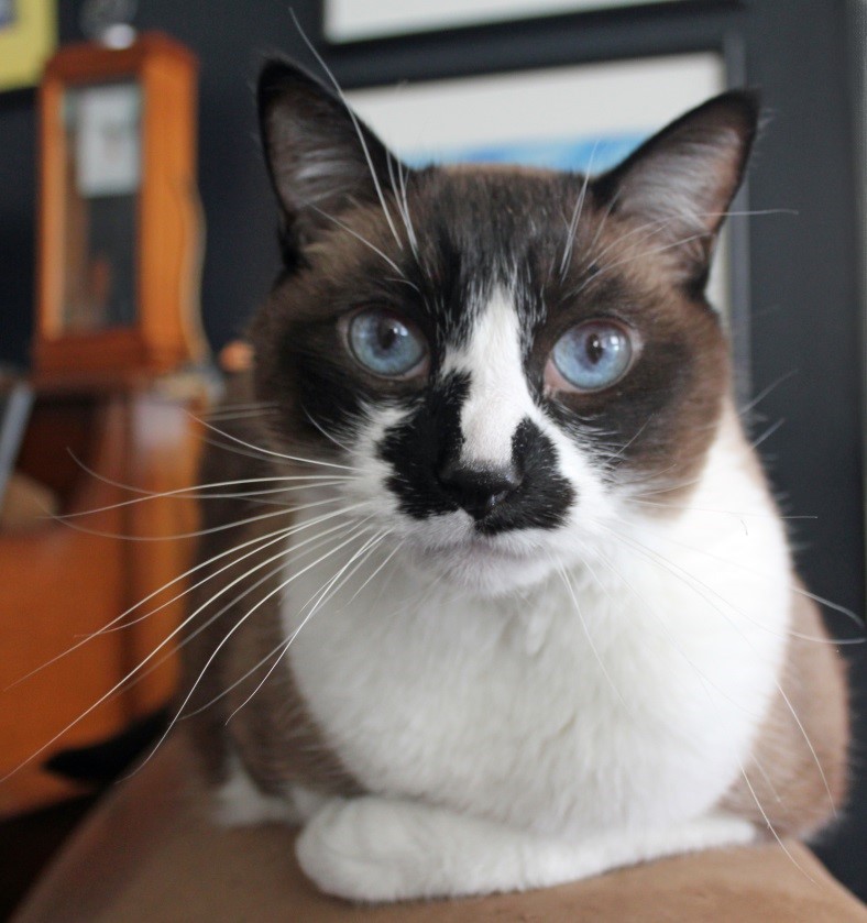 , Chapter Two: Before You Buy a Snowshoe, Snowshoe Cats