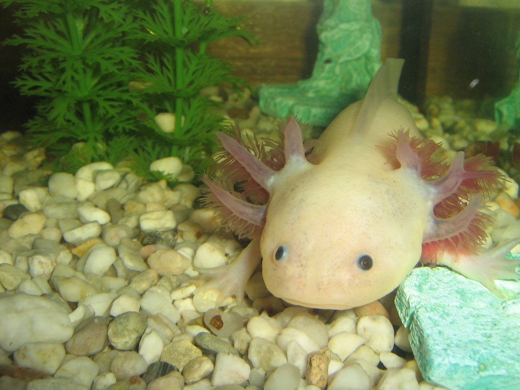 , Chapter 1 – What is an Axolotl?, Axolotl