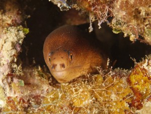 , Chapter 2 – Saltwater Moray Eels, Eels As Pets