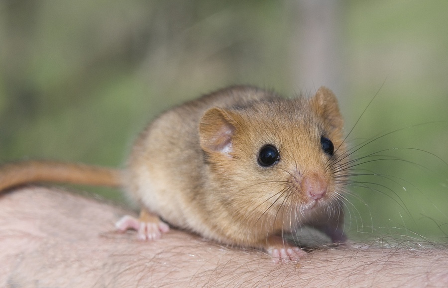 , Chapter 1 – Rats, Mice, and Dormice, Rats, Mice, and Dormice As Pets