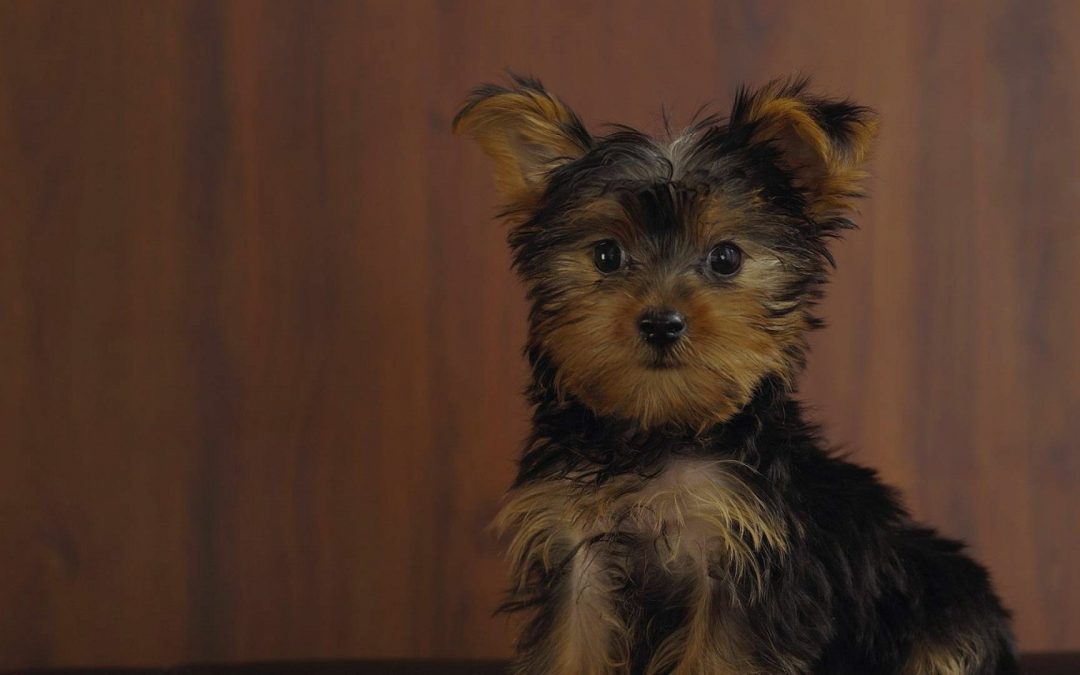 Yorkie Poo Dog Profile: Basic Care Guide and FAQs￼