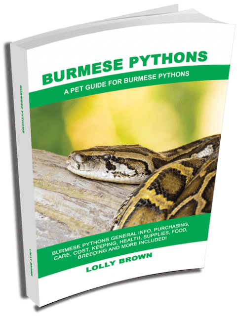 Lolly Brown | About Green Tree Pythons