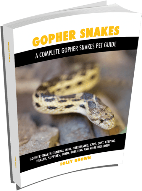 Lolly Brown | Table of Contents - Nutritional Needs Of Gopher Snakes