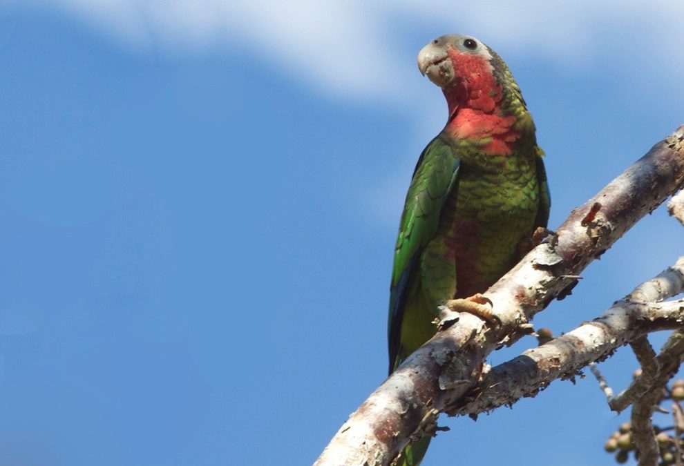 Training your Amazon Parrot to “Step Up”