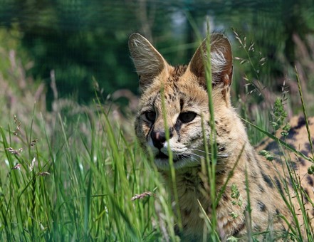 Bonding with a Serval Cat and Other Concerns