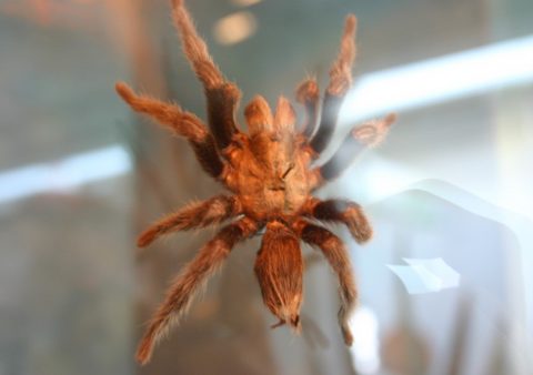 Tips for Handling Bird Eating Spiders