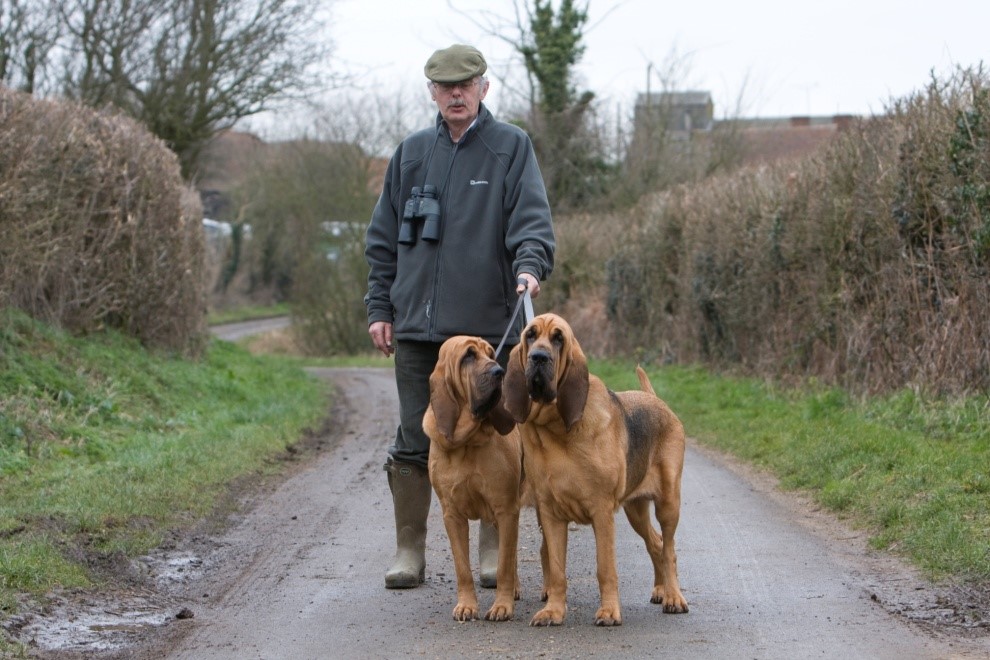 Basic Training for Your Bloodhound Pup