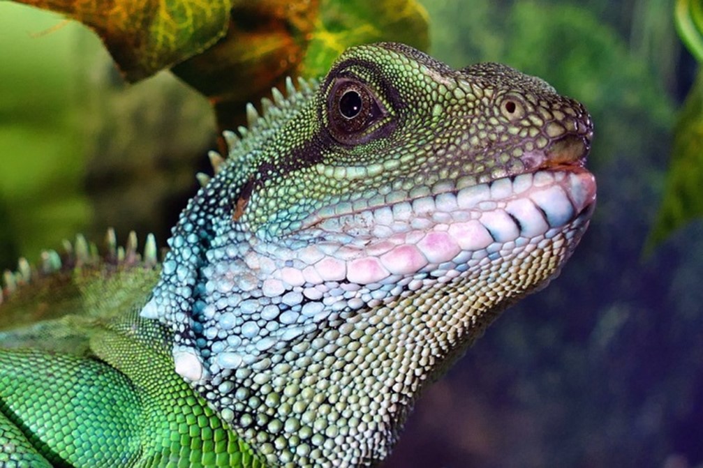 Myths about Chinese Water Dragons