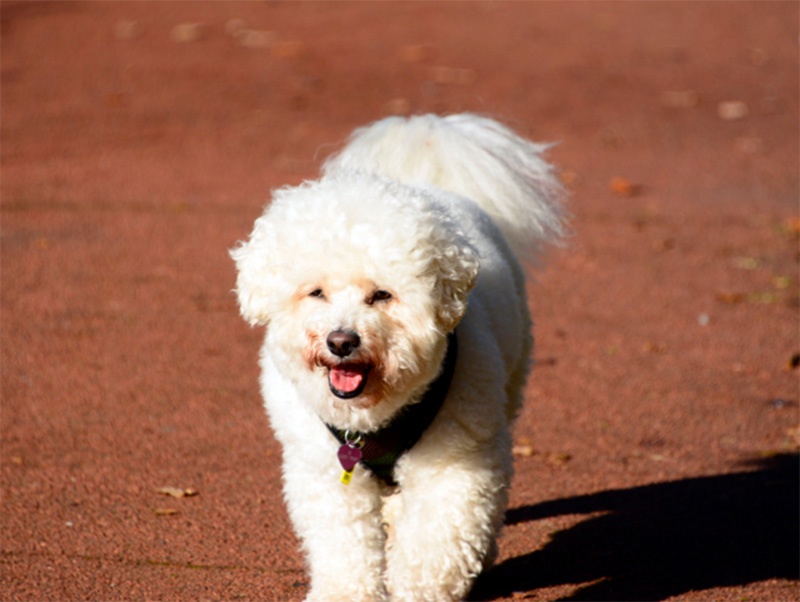 Mentally Stimulating Activities for Bichons