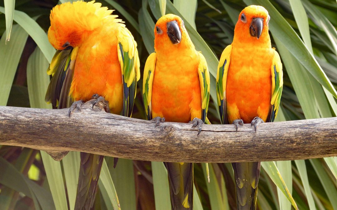 Conures Behavior with other pets