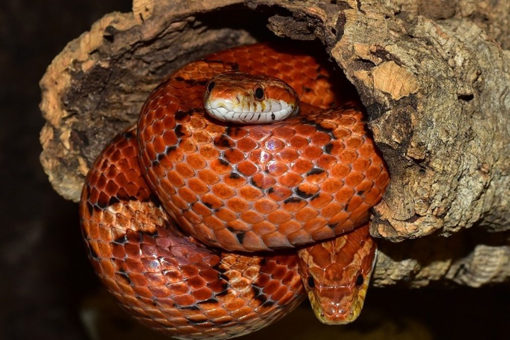 Building and Maintaining Your Corn Snake’s Home