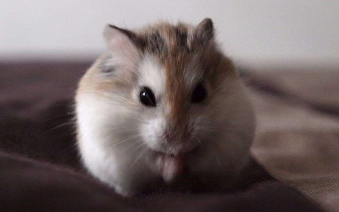 General Physical Characteristics of Dwarf Hamsters