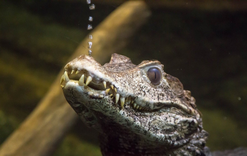 Where to Purchase a Dwarf Caiman?