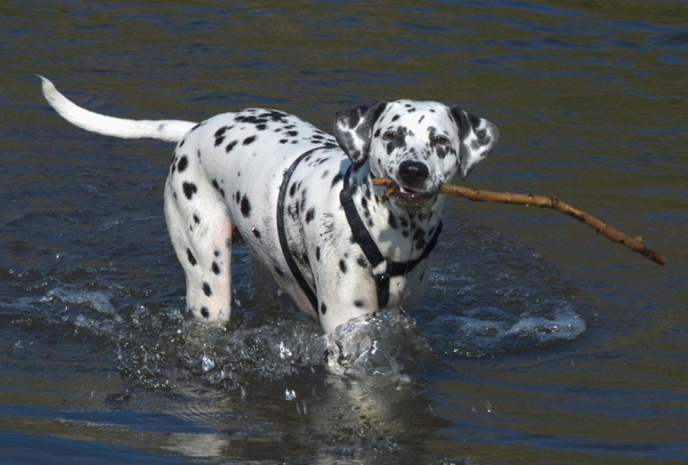 Habitat and Exercise Requirements for Dalmatians