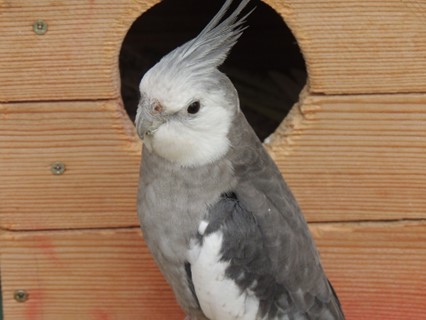 Cockatiels in History