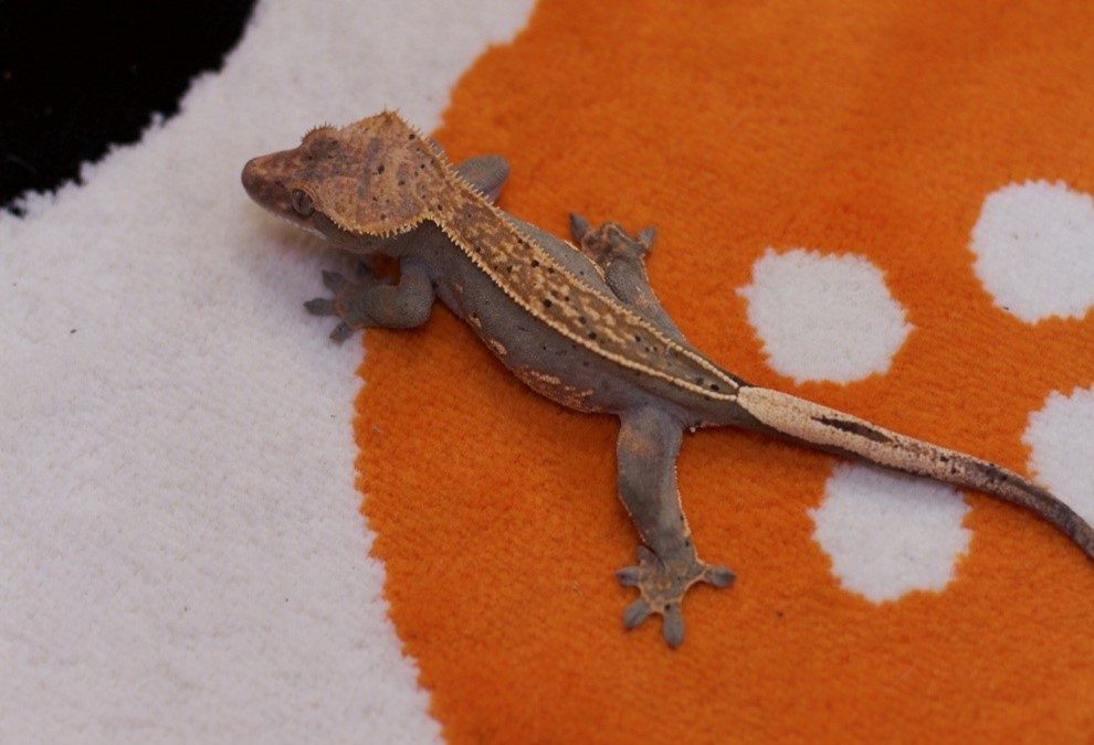 Tips When Acquiring a Crested Gecko