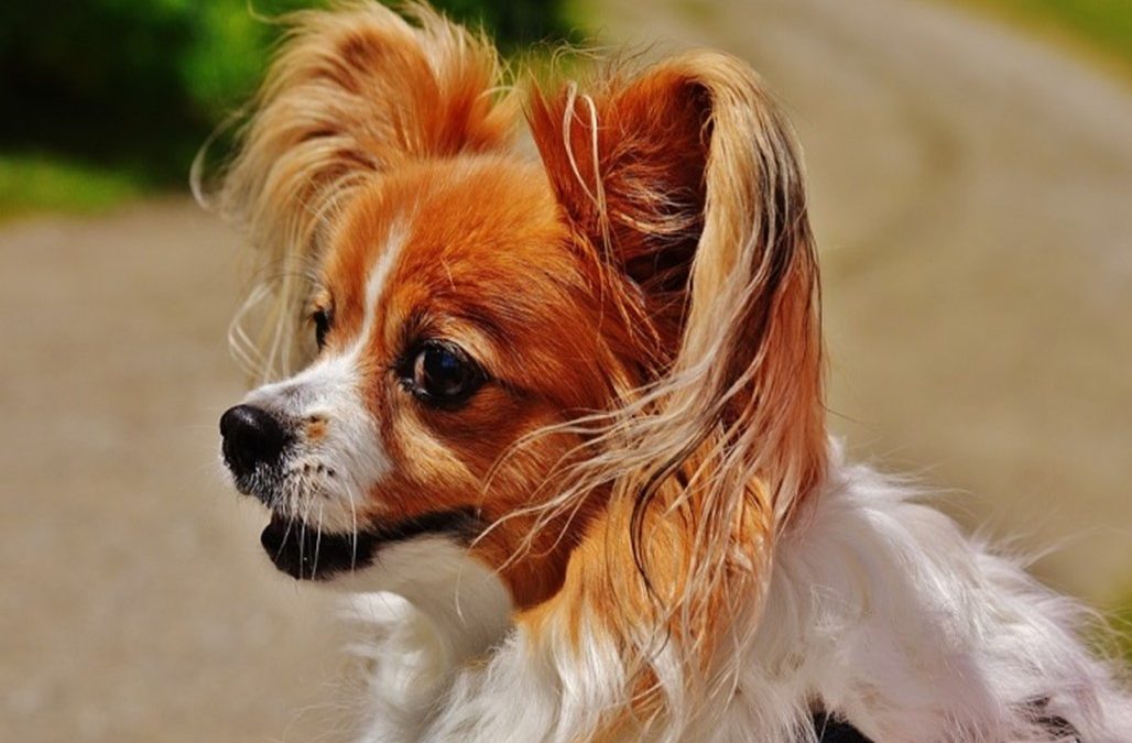 Selecting a Healthy Chihuahua