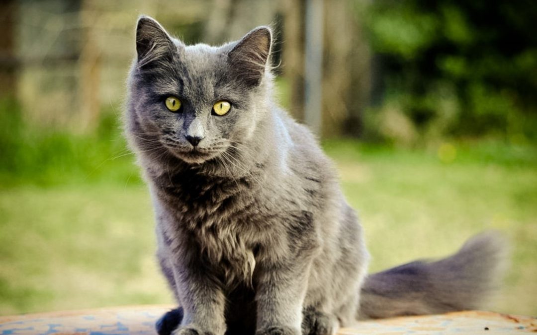 Why you should keep your Chartreux cat indoors