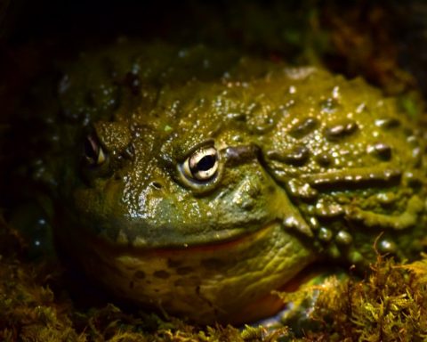 What Does My African Bullfrog Eat?