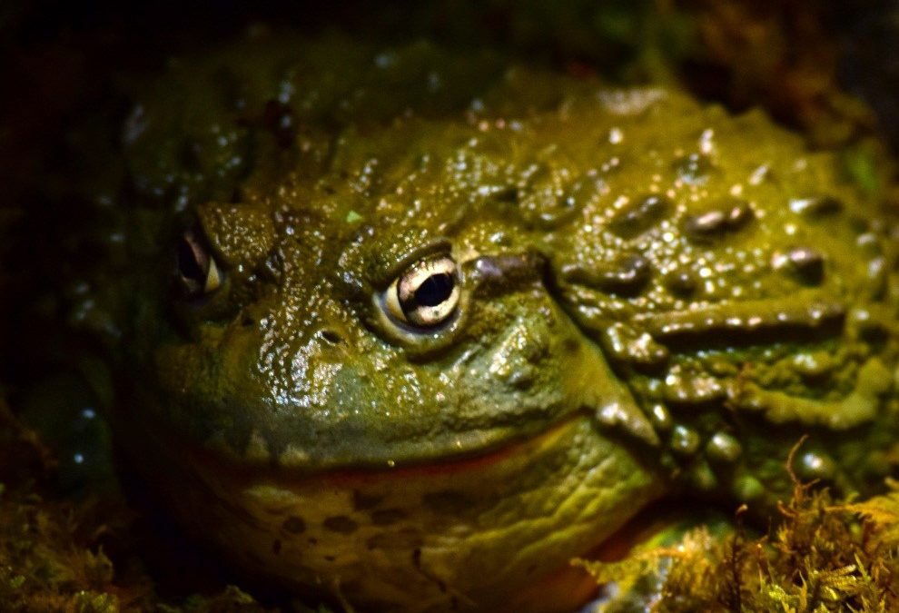 What Does My African Bullfrog Eat?