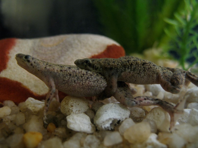 Health Concerns of African Dwarf Frogs