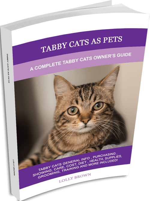 Lolly Brown About Tabby Cats