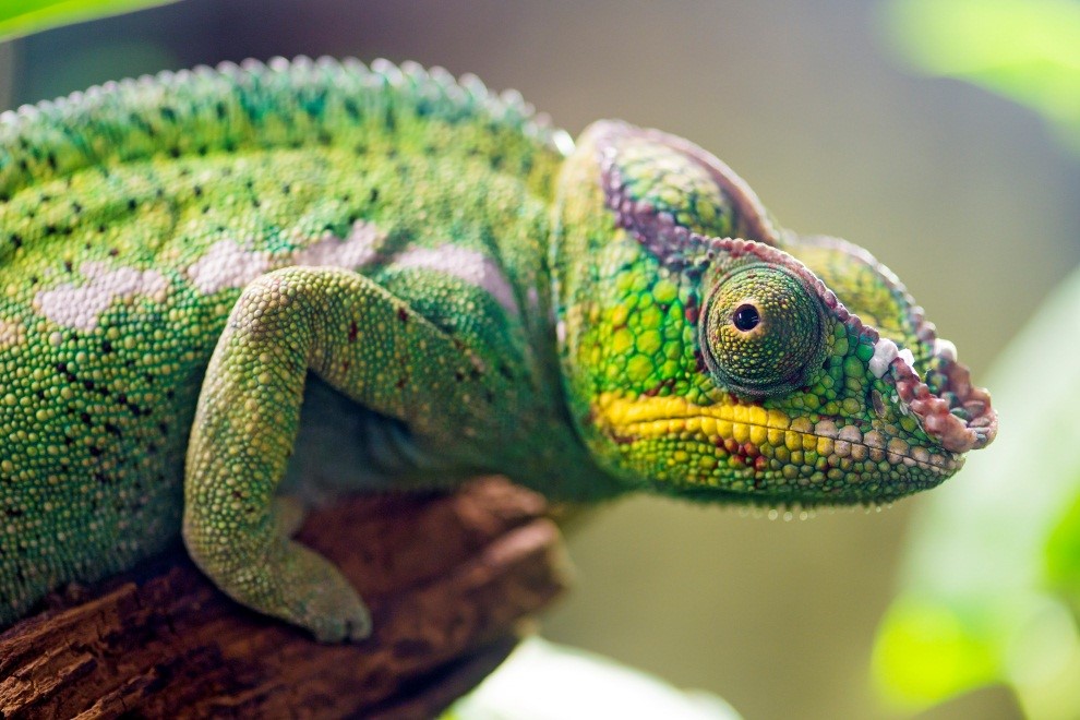 Check for signs of a healthy Panther Chameleon