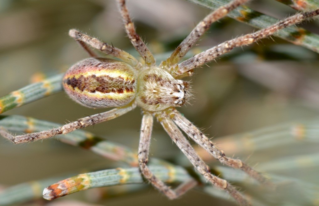 Pros and Cons of Keeping Huntsman Spiders