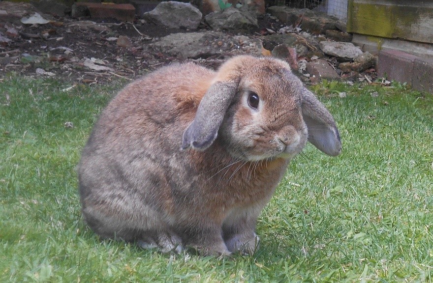 Tips for Feeding Lop Rabbits