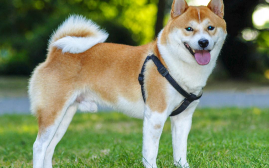 How Much Food Does Your Shiba Inu Need?