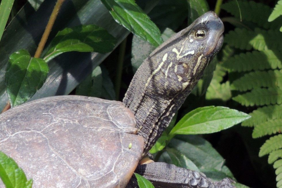 Your Reeves Turtle Habitat Inside the Tank